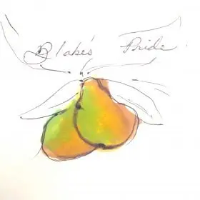 two yellow green pears on a tree branch