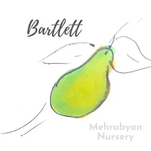 Bartlett Pear Tree