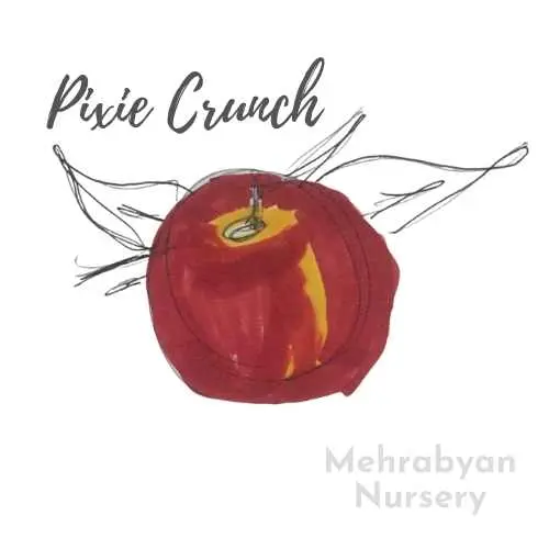 Pixie Crunch Apple Tree