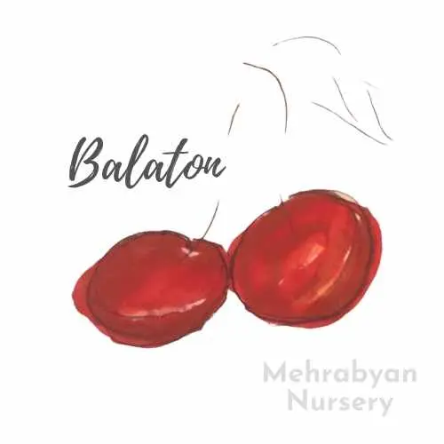 Balaton® Cherry Tree