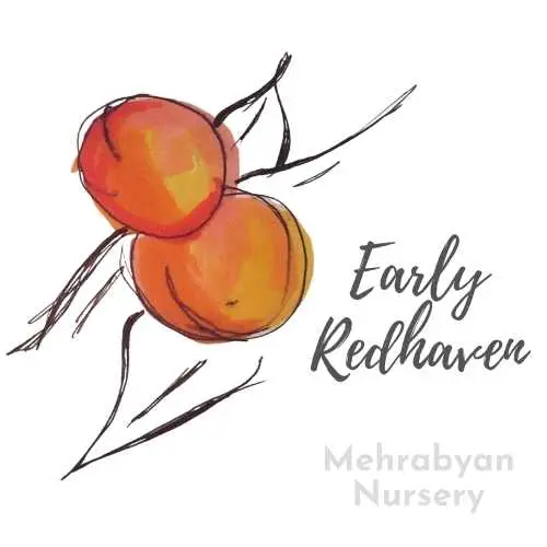 Early Redhaven Peach Tree