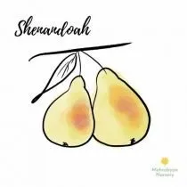 Shenandoah Pear Tree