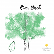 River Birch Tree