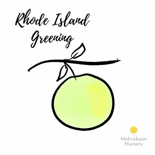 Rhode Island Greening Apple Tree
