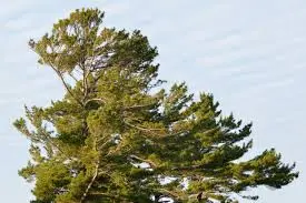 Eastern White Pine State Tree Michigan