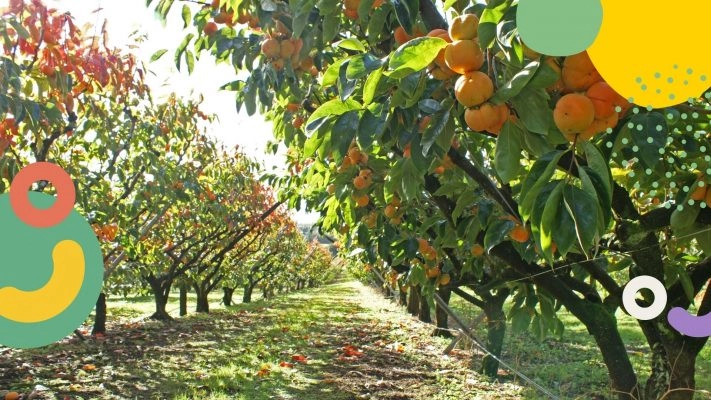 how to select your orchard site