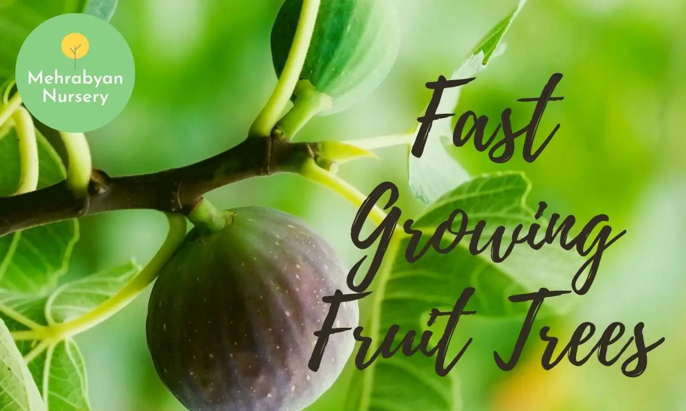 fast growing fruit trees