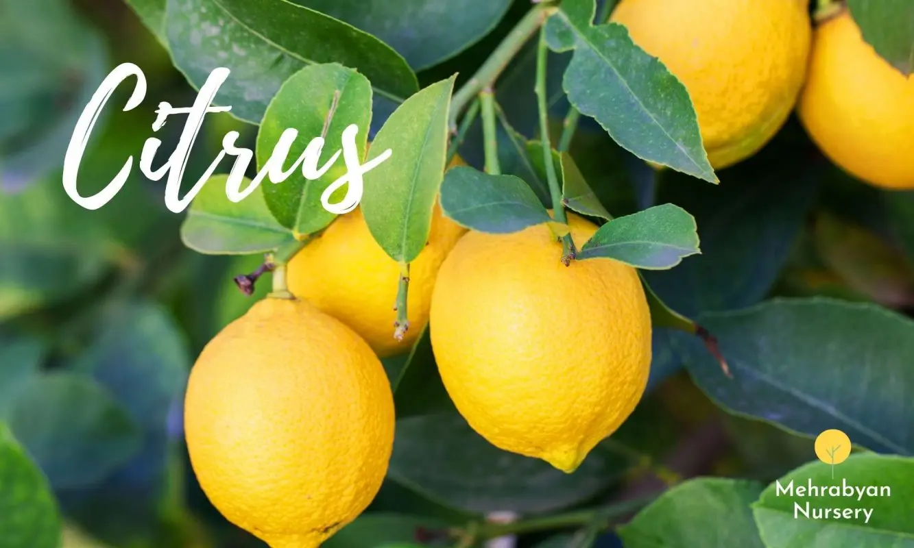 citrus fast growing fruit trees