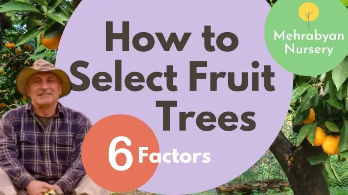how to select fruit trees