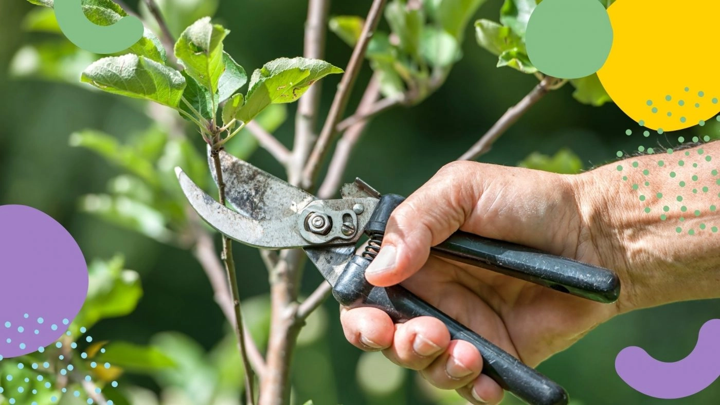 how to prune fruit trees