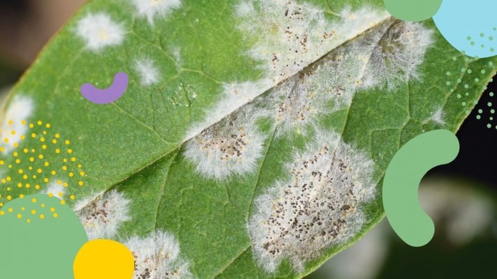 identifying common pests and diseases