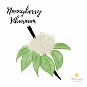Nannyberry Viburnum Shrub