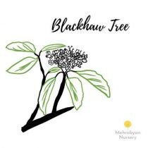 Blackhaw Tree