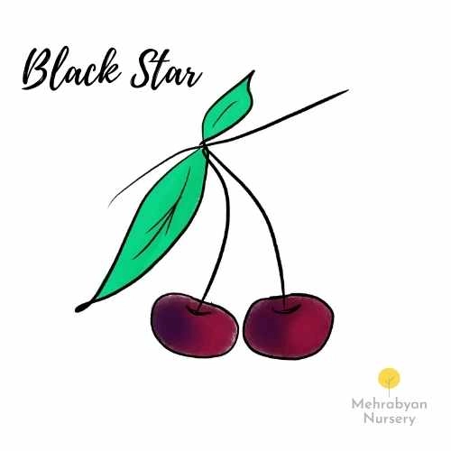 black star cherry tree