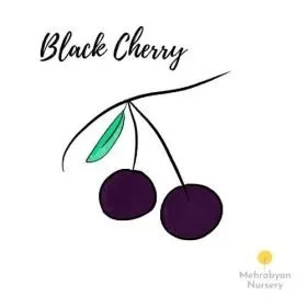Black Cherry Tree