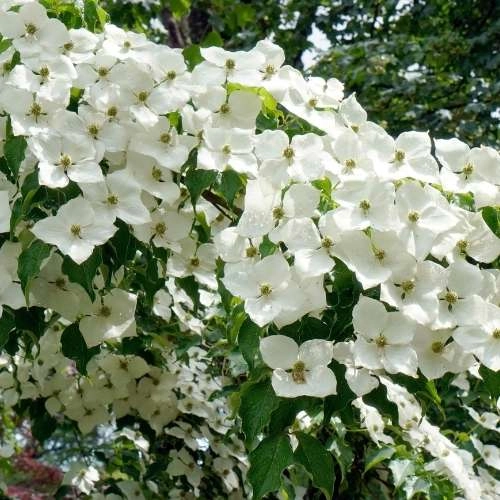 white flowering dogwood