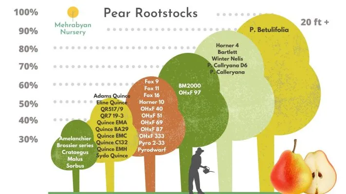 Pear Rootstocks