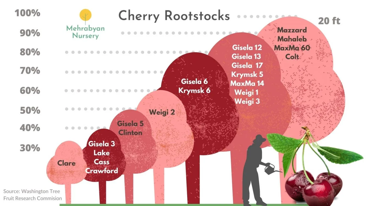 cherry rootstocks