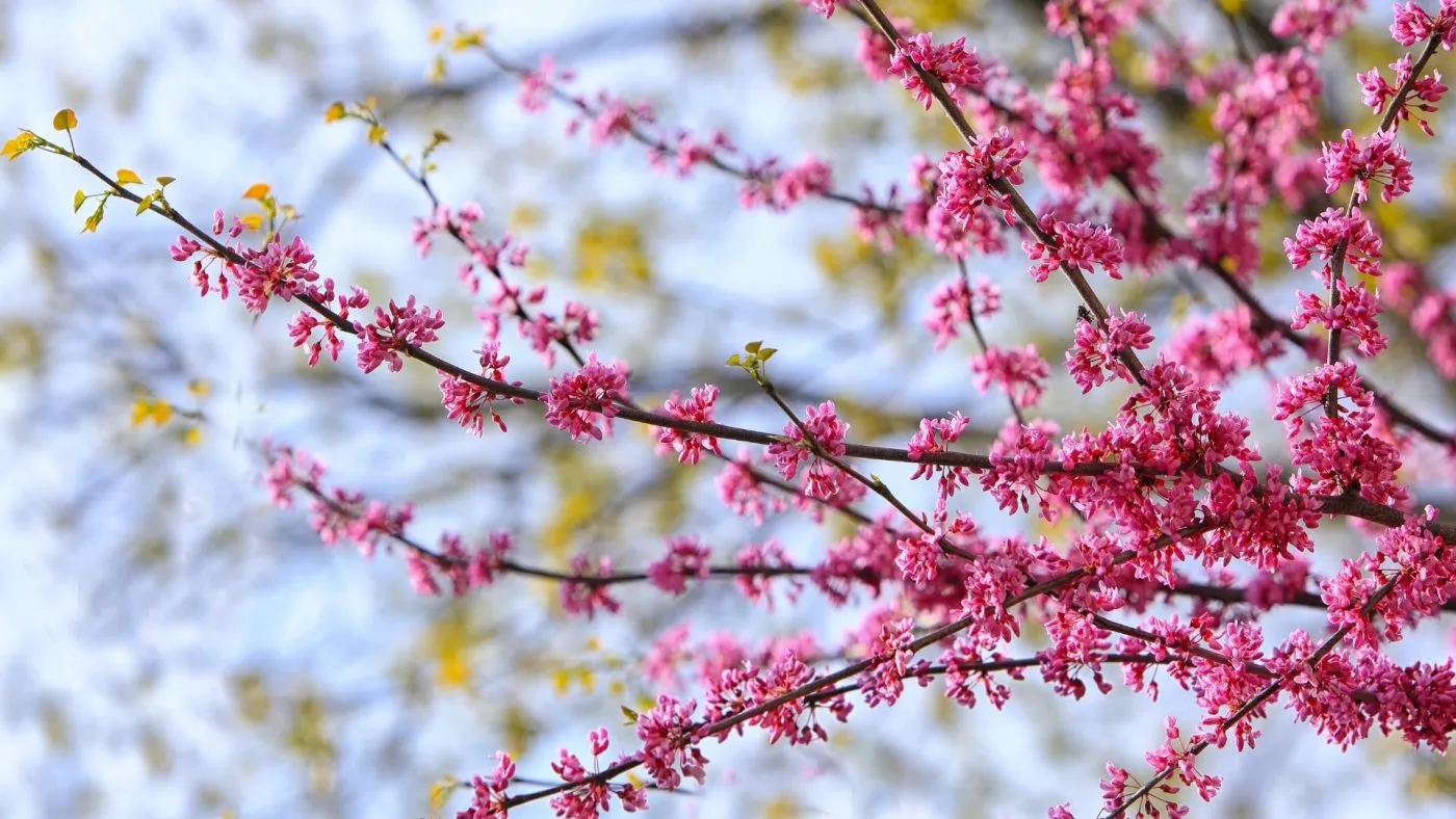 how to plant a redbud tree