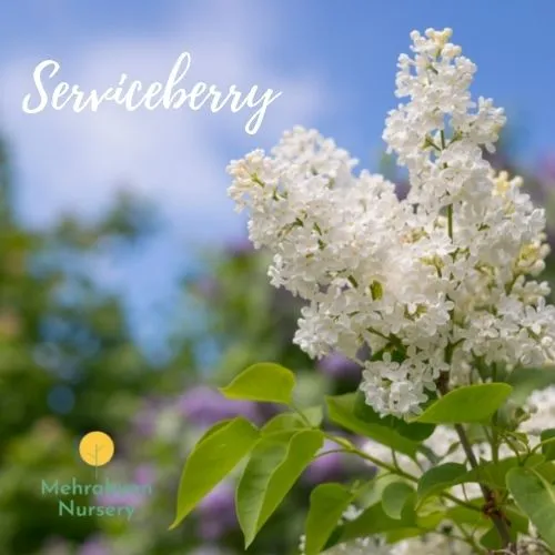 serviceberry shrub