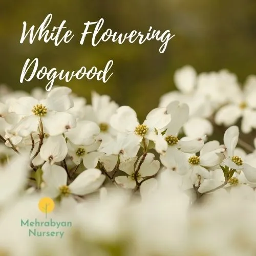 white flowering dogwood