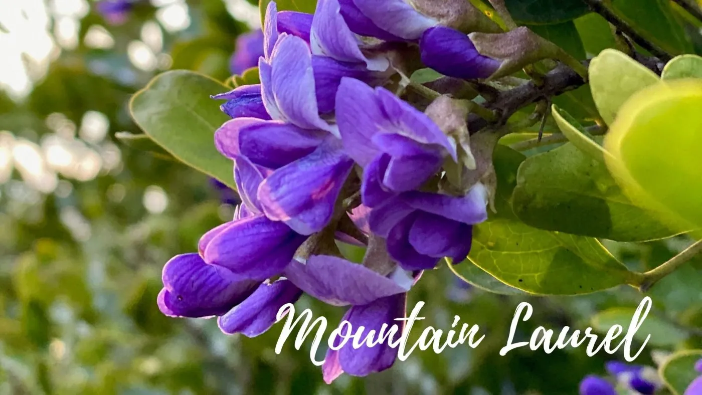 mountain laurel tree