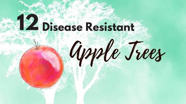 what are the most disease resistant apple trees