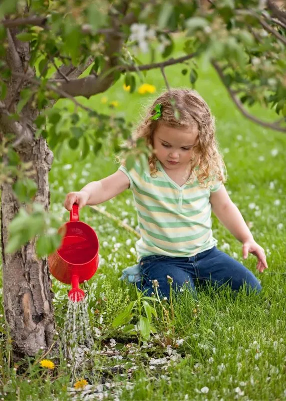 how to water apple tree