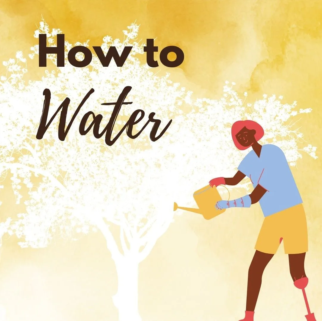 how to water a dogwood tree