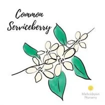 Common Serviceberry