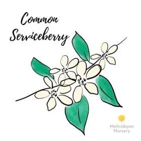 Common Serviceberry