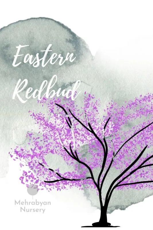 eastern redbud