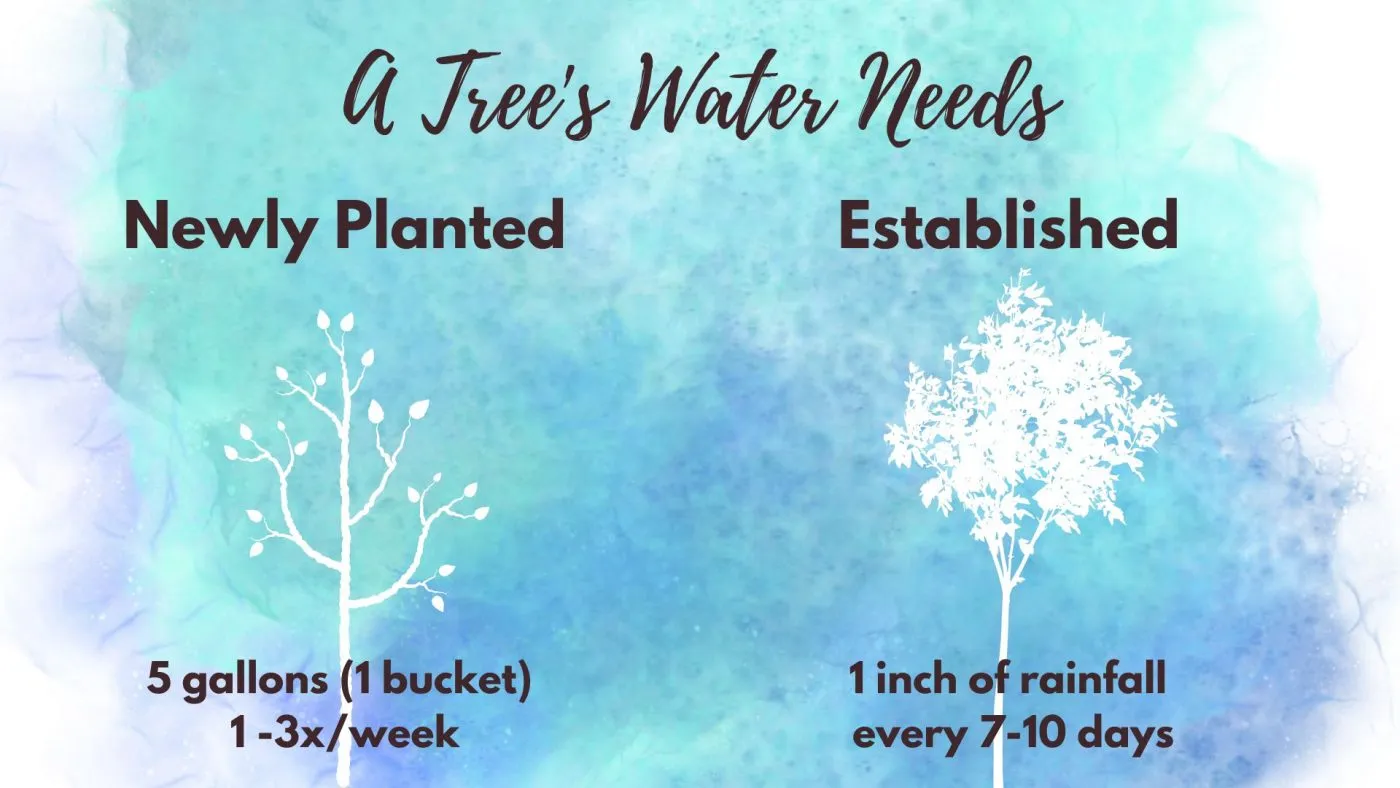how to water tree