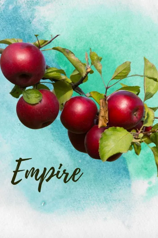 empire apple tree