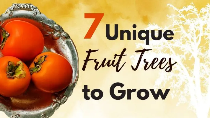 most unique fruit tree to grow