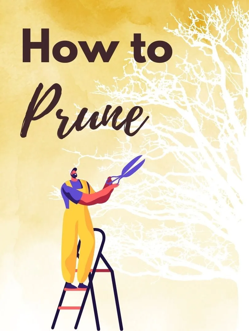 how to prune a dogwood tree