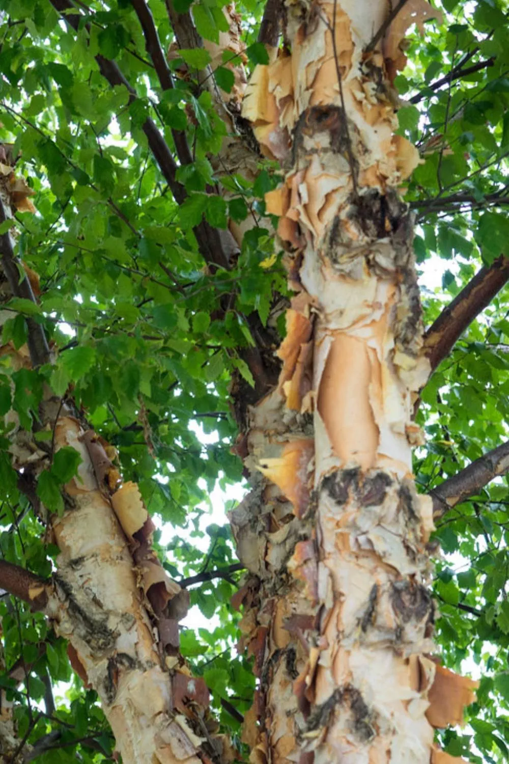 The Complete Guide To A River Birch Tree - Mehrabyan Nursery