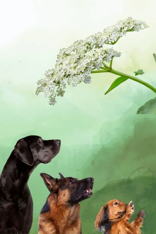 are elderberry shrubs poisonous to dogs