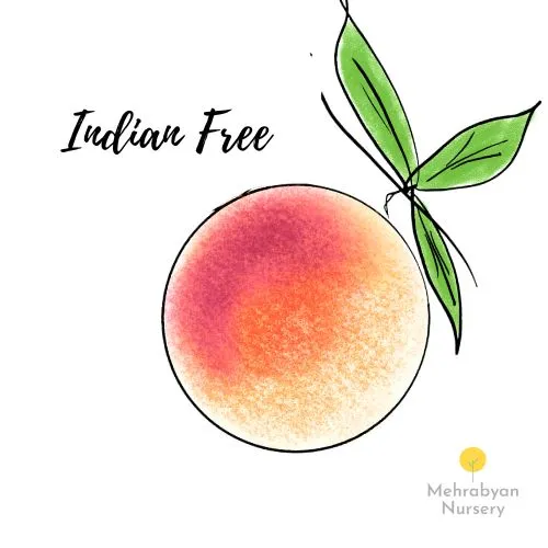 indian free peach tree
